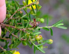 Hibbertia hypericoides hypericoides
