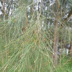 Casuarina equisetifolia