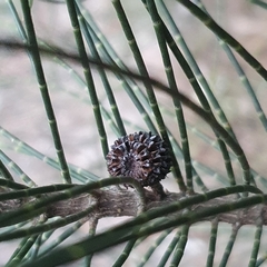 Casuarina equisetifolia