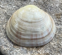 Semele