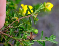Hibbertia hypericoides hypericoides