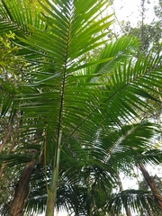 Archontophoenix cunninghamiana