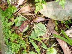 Cyrtostylis reniformis