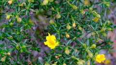 Hibbertia hypericoides hypericoides