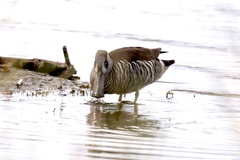 Malacorhynchus membranaceus