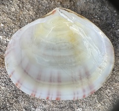 Semele