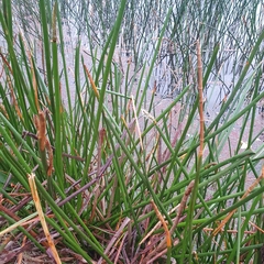 Eleocharis sphacelata