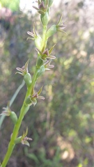 Prasophyllum fecundum