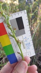 Prasophyllum fecundum