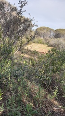 Prasophyllum fecundum