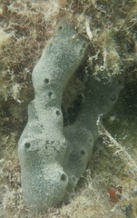 Niphates caycedoi