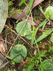 Cyrtostylis reniformis