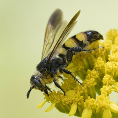 Dielis trifasciata
