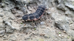 Nyctophila reichii