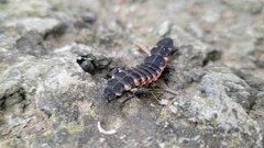 Nyctophila reichii