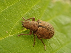 Strophosoma melanogrammum