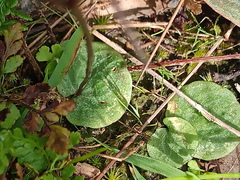 Cyrtostylis reniformis