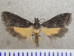 Eclipsiodes crypsixantha