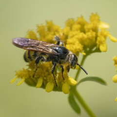 Dielis trifasciata