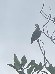 Ptilinopus aurantiifrons