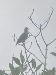 Ptilinopus aurantiifrons