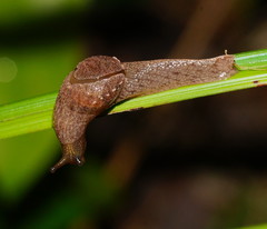 Helicarionidae