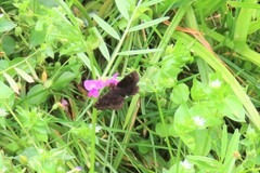 Staphylus hayhurstii