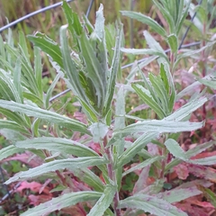 Epilobium hirtigerum