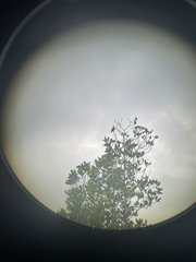 Ptilinopus aurantiifrons