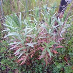 Epilobium hirtigerum