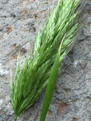 Bromus scoparius