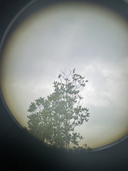 Ptilinopus aurantiifrons