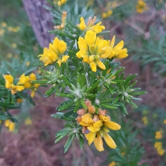 Genista linifolia