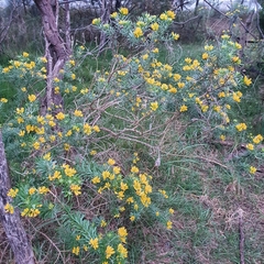 Genista linifolia