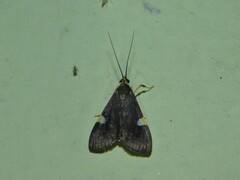 Ulopeza