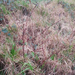 Rumex conglomeratus
