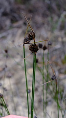 Mesomelaena pseudostygia