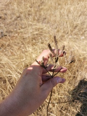 Verbena bonariensis