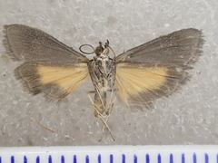 Eclipsiodes crypsixantha
