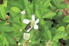 Amblyscirtes aesculapius