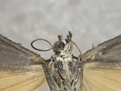Eclipsiodes crypsixantha