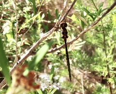 Hemicordulia australiae