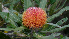 Banksia menziesii