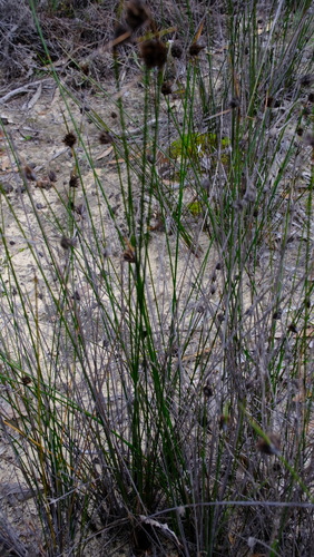 Image of Mesomelaena pseudostygia by (c) Peter Crowcroft, some rights reserved (CC BY)