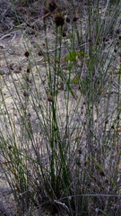 Mesomelaena pseudostygia