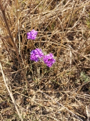 Verbena rigida