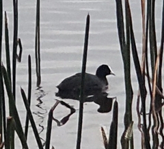 Fulica atra australis
