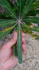 Banksia menziesii