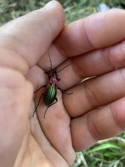 Carabus lineatus lateralis