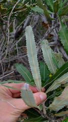 Banksia menziesii